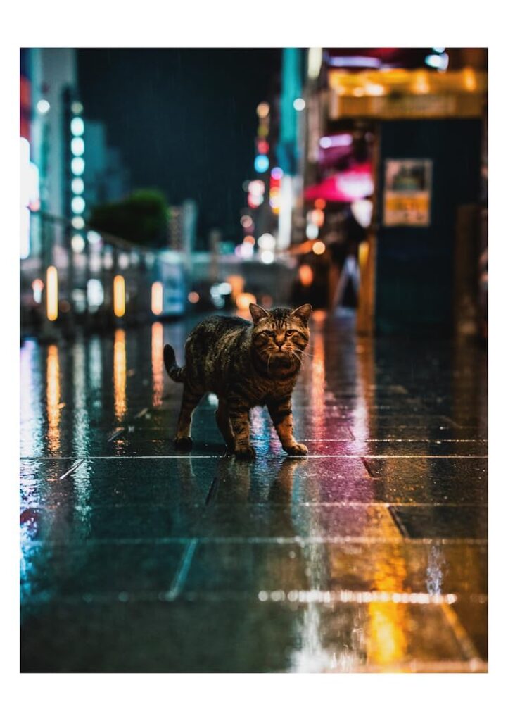 omi kim 写真作品集 Osaka Romantics